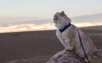 Gandalf il gatto viaggiatore Gandalf
