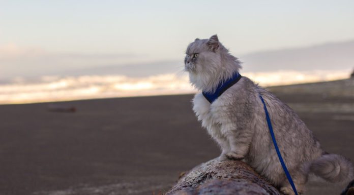 Gandalf il gatto viaggiatore Gandalf