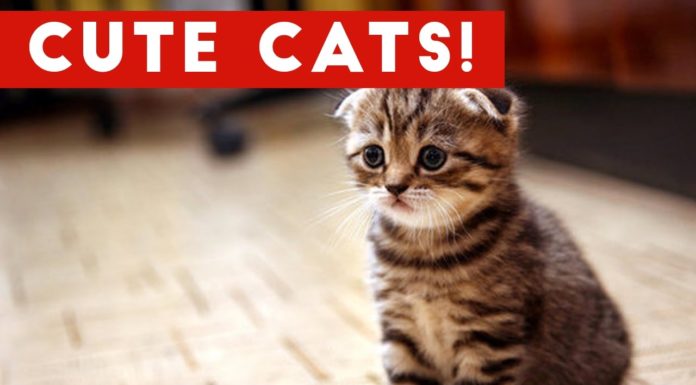 Gatti carini, la compilation gatti carini