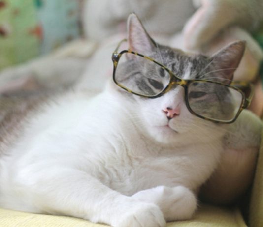 I gatti sono molto intelligenti