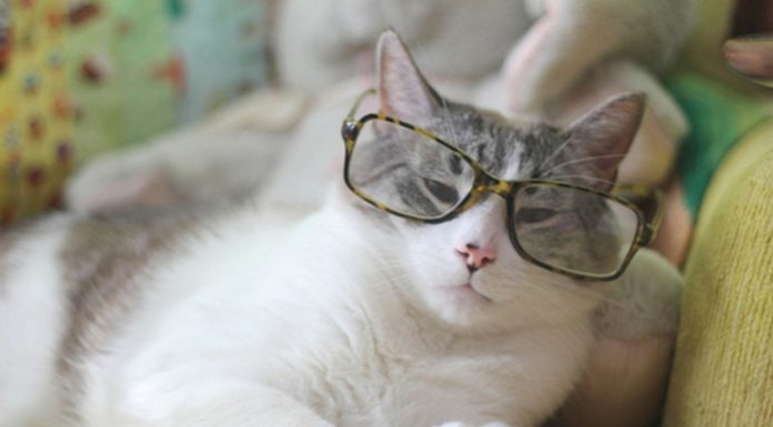 I gatti sono molto intelligenti