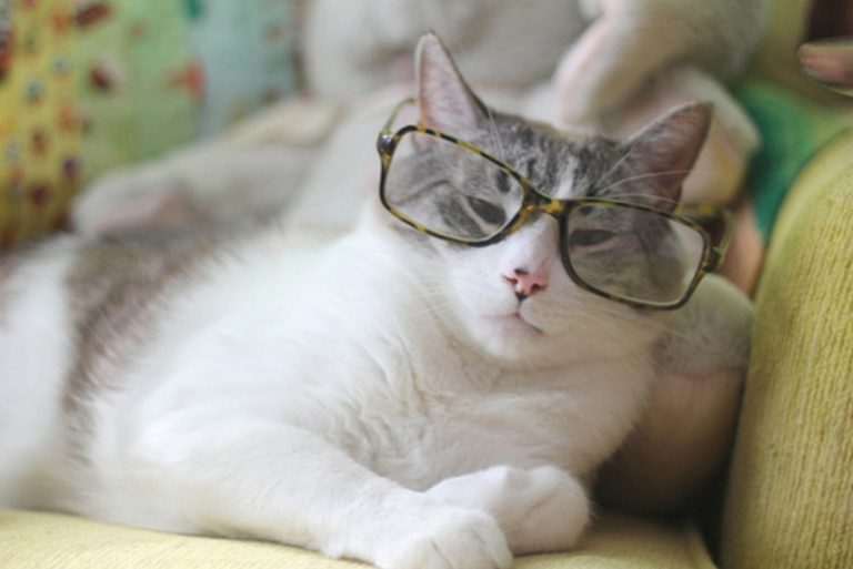 I gatti sono molto intelligenti