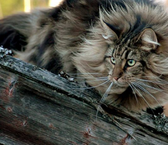 Il gatto delle foreste norvegesi gatto delle foreste norvegesi