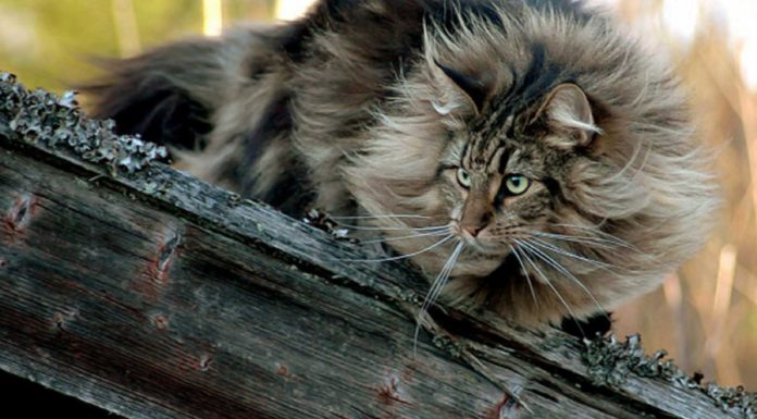 Il gatto delle foreste norvegesi gatto delle foreste norvegesi