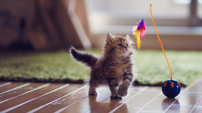 L’importanza del gioco per i gatti