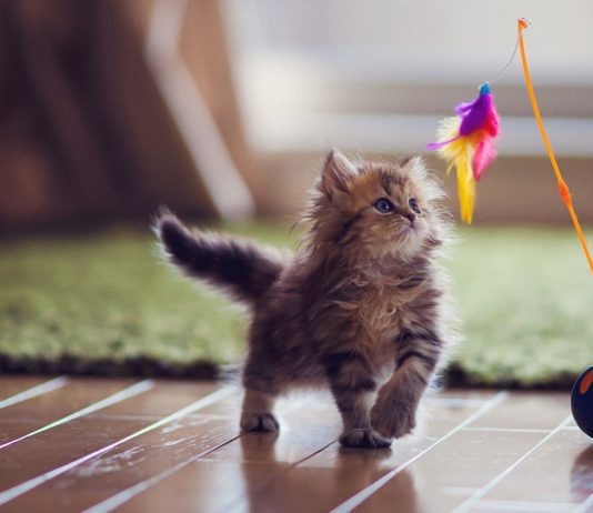 Il gioco a misura di gatto