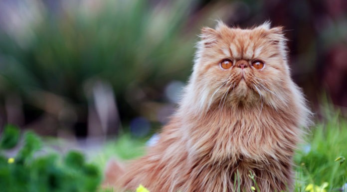 Gatto Persiano gatto persiano