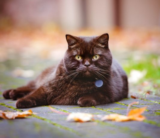 Come determinare l’età del gatto