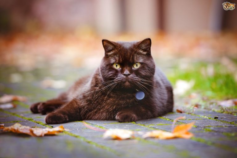 Come determinare l’età del gatto