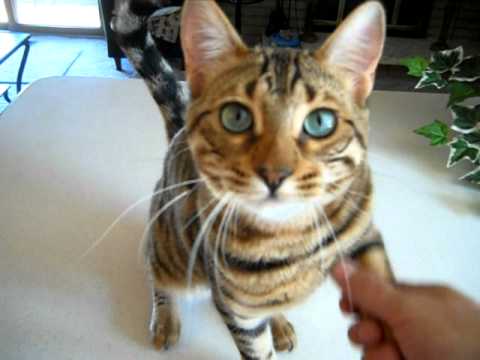 Boo, il bengal addestrato