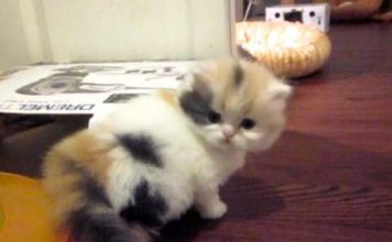 Due dolcissime sorelline