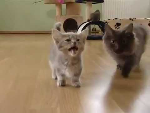 Piccolo gatto, grande voce