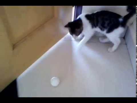 Che bella la pallina da ping pong