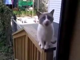 Gatto parla con la sua umana