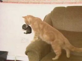 Mamma gatta e… coniglietto