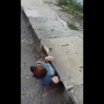 Sconosciuta salva gattini e diventa eroina del web