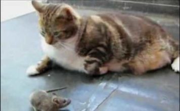 Gatto e topo