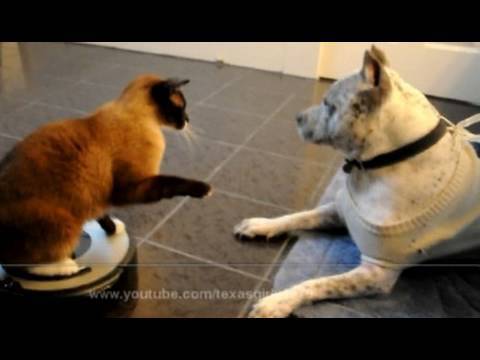 Roomba cat