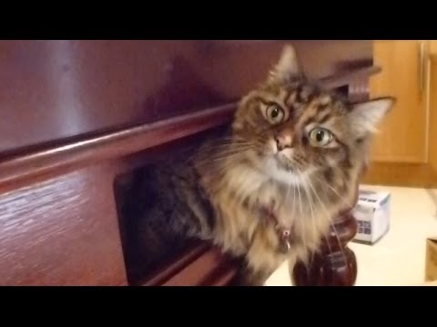 Gatto dentro al tavolo da biliardo