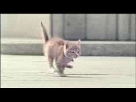 Kitty love story