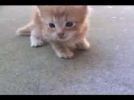 Mamma gatta protegge il suo micetto