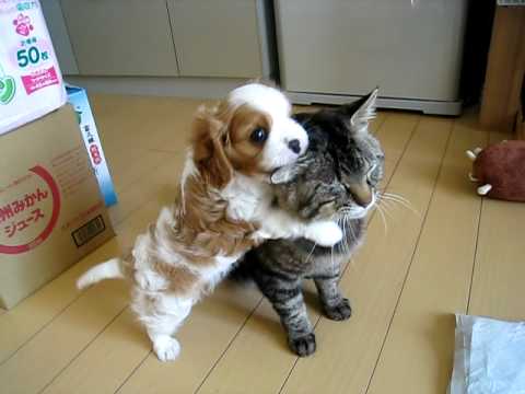 Cagnolino affettuoso con il suo amico gatto