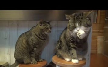 Maru e Hana mangiano la pappa