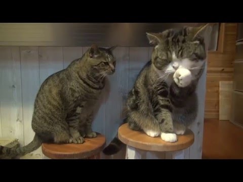 Maru e Hana mangiano la pappa