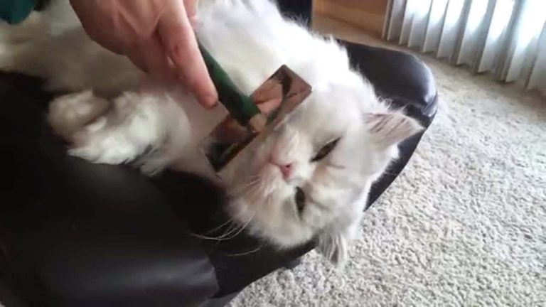 Gatto anziano: come aiutarlo nella pulizia