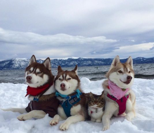 Rosie, Lilo e Infinity