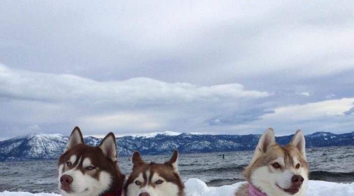 Rosie, la gattina salvata dal cane Lilo cresce Rosie, Lilo e Infinity