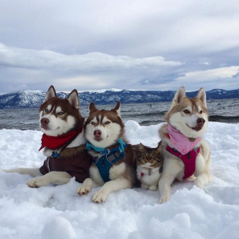 Rosie, Lilo e Infinity