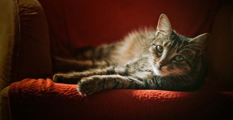 Come scegliere il nome del gatto