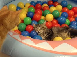 Una piscina piena di palline