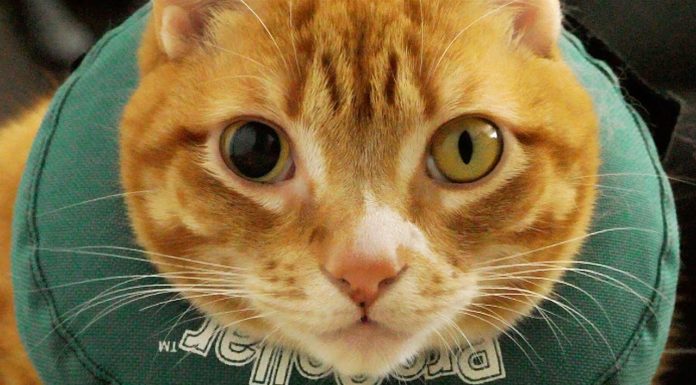 Marmalade e un piccolo infortunio