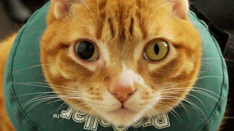 Marmalade e un piccolo infortunio