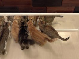Gatti allo specchio