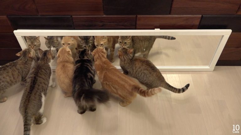 Gatti allo specchio
