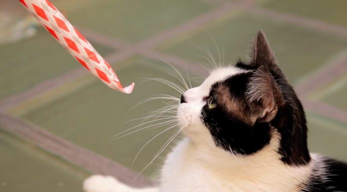 A Parigi spopola l’hotel per gatti