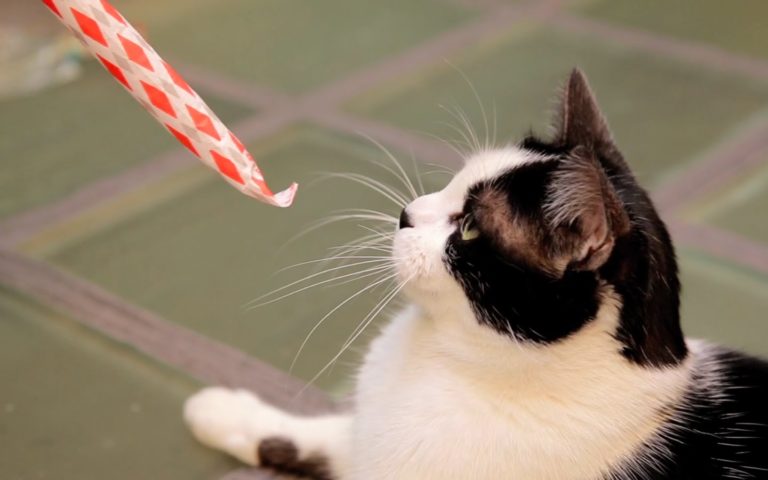 A Parigi spopola l’hotel per gatti