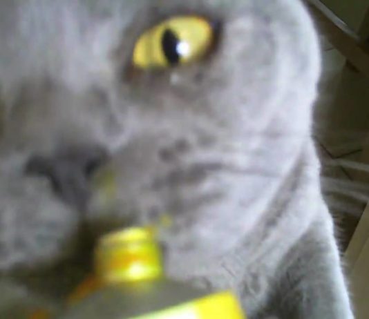 Maylo ama il formaggio