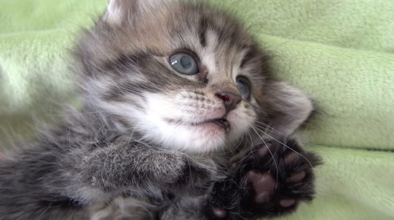 Osamu, gattino sciocchino