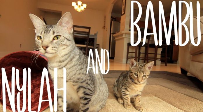 Nylah e Bambu giocano insieme