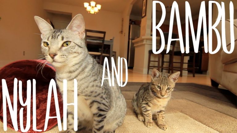 Nylah e Bambu giocano insieme