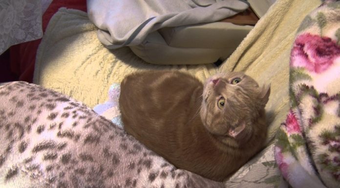 Che hai da guardare?