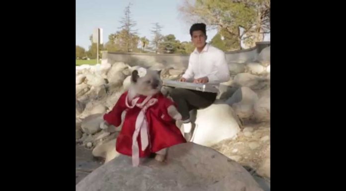 Gattino canta come Mulan