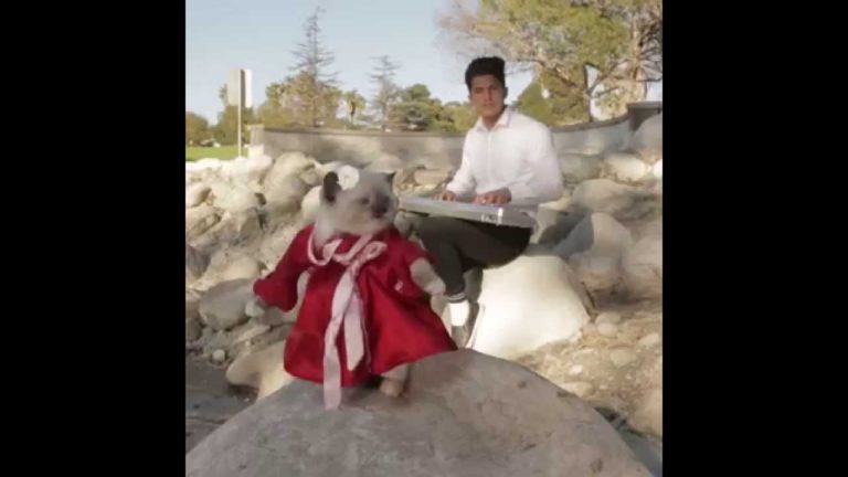 Gattino canta come Mulan