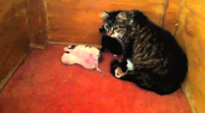 La moschea di Istanbul ospita i gatti randagi