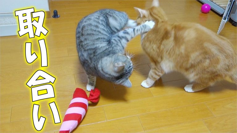 Due gatti si contendono un peluche