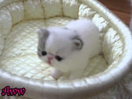 Gattino con raffreddore